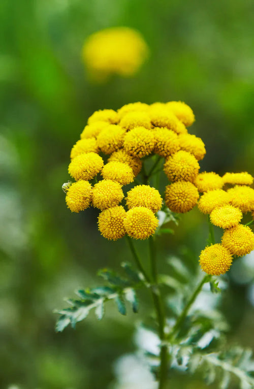 Close-up of yellow tansy flowers with a blurred green background