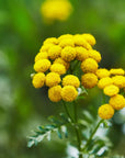 Close-up of yellow tansy flowers with a blurred green background