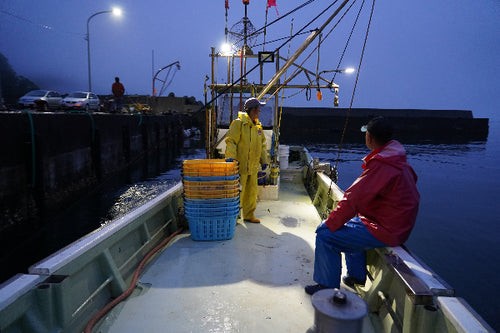 Fisherman at night harvesting mekabu