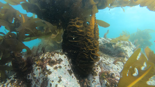Mekabu in the ocean