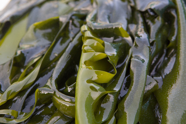 Seaweed close up