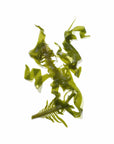 MASAMi Sea Kelp Ingredient