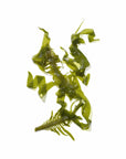 Sea Kelp Ingredient