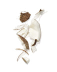 Cconut Oil ingredient