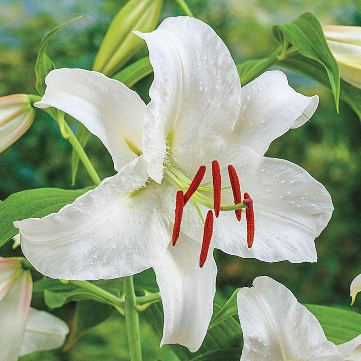 Casablanca Lily photo