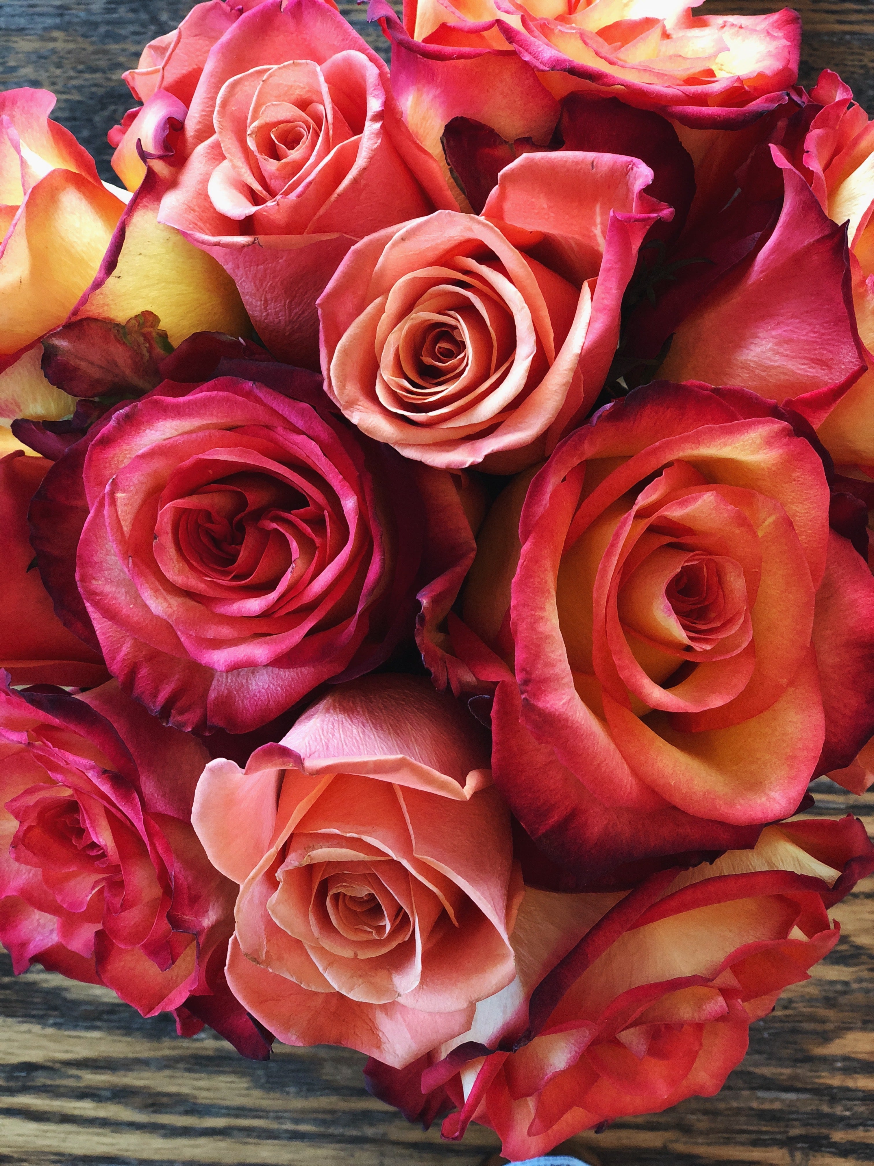 Photo of Peach Roses