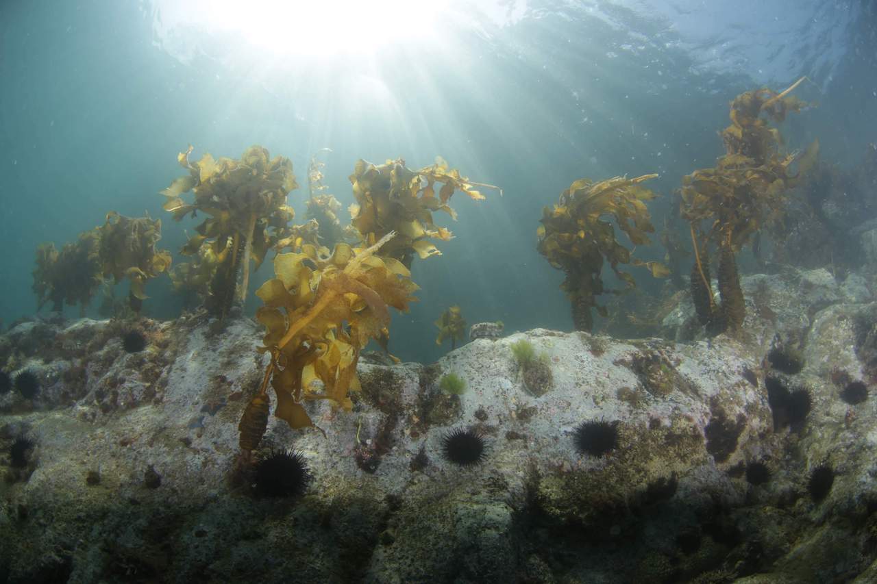 Picture of Wakame and Mekabu Seaweed underwater