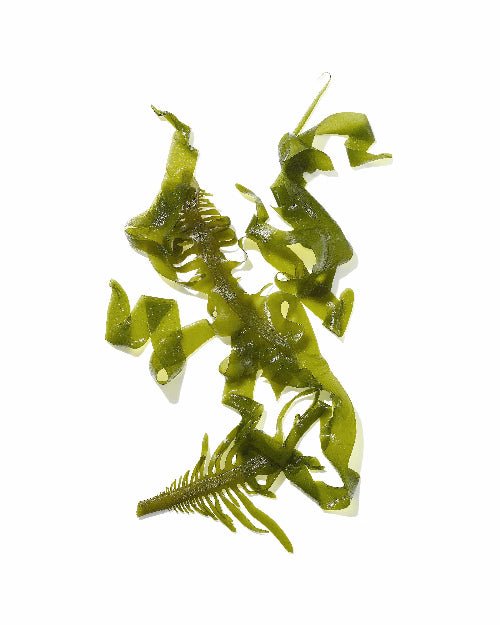 Sea Kelp Ingredient